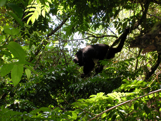 Brüllaffe in Palenque