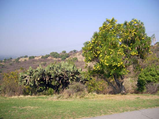 Kakteen in Cacaxtla Mexiko