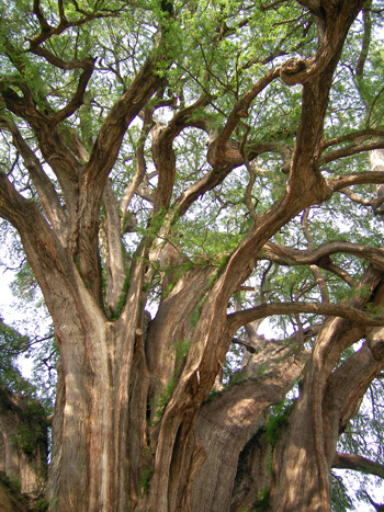 Riesenbaum Tule Mexiko